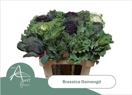 FeedSync:wholesale:2d0926bd1525acd21fbd61166288f94c5a536fa3
