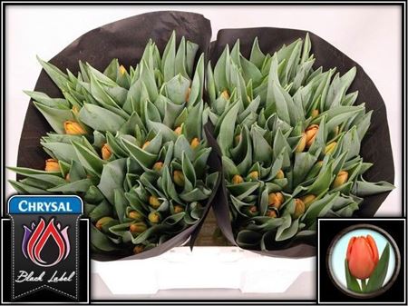 FeedSync:wholesale:2defebf1ca01f52587dc541f09983147d5c8101c