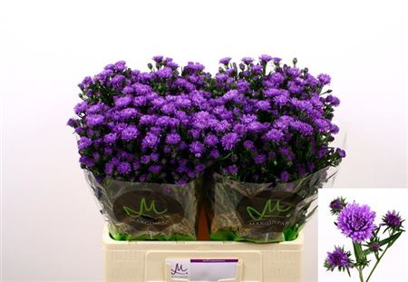 FeedSync:wholesale:2bd6dd7d4d7b60d8fb41a109643534a89de17a66