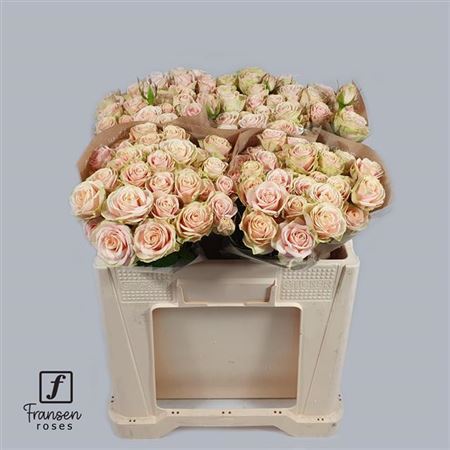 FeedSync:wholesale:3c669755f7fb6f449820ad9457c6d3c035700939