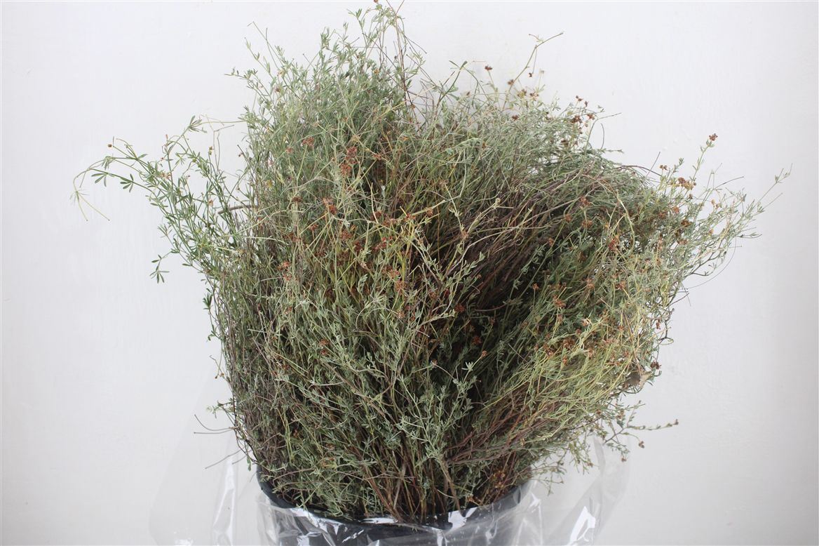 FeedSync:wholesale:73bf76ed7d49cf21c74cf8db14401a7a93348678