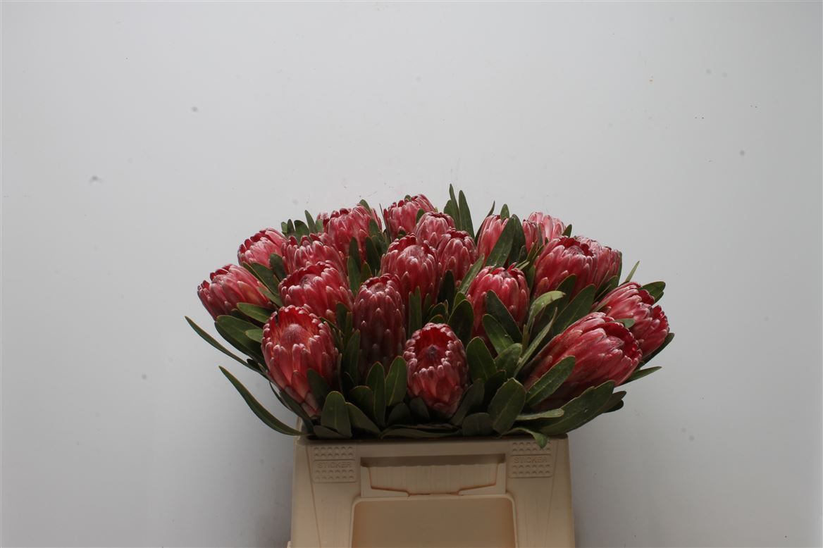 FeedSync:wholesale:6dff452a6f8d2daa7c2ed6b46fb4b62ce558d25c
