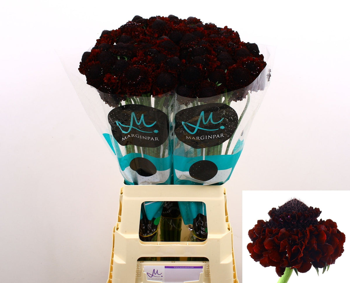 FeedSync:wholesale:8e2df7e76d4964f34f8fc3370eb6439043ee8f2a