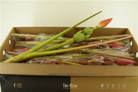 FeedSync:wholesale:34106a8c24b80e500bcb8461532719f68279a65b