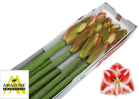 FeedSync:wholesale:10cbb22915ca8e1afa168b43c0ef89f9bd4c7049