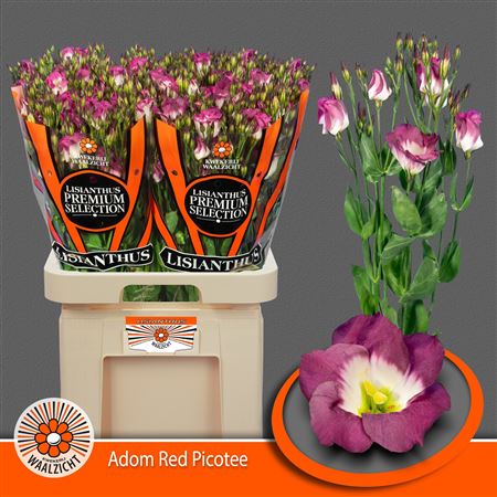 Eustoma Single Adom Red Pico