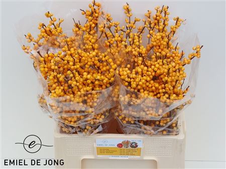 FeedSync:wholesale:0845aa048adf92bcf649141400e9508bba151588