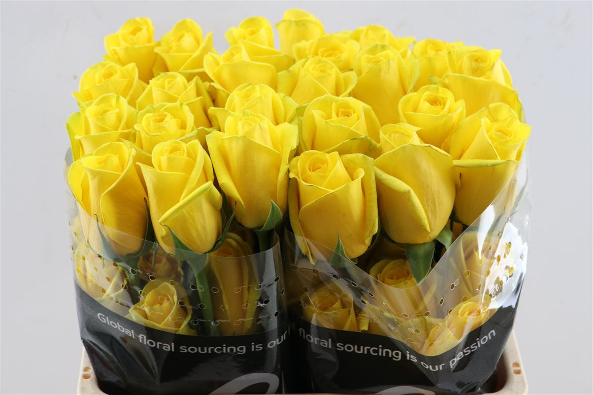 FeedSync:wholesale:48c9e83ae8d53c0cfc82f9ca42379da4c0b6d6d9