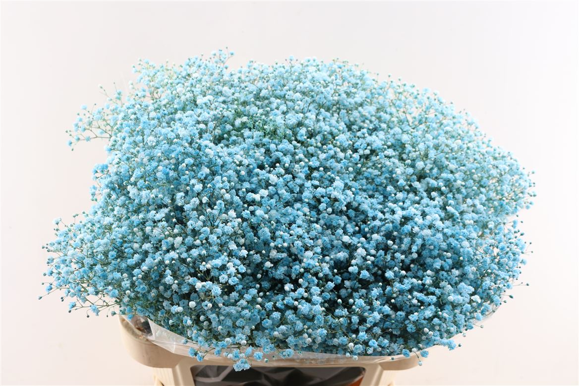 FeedSync:wholesale:6f736d948fe156f2d44b746345ab3b67752cdc87