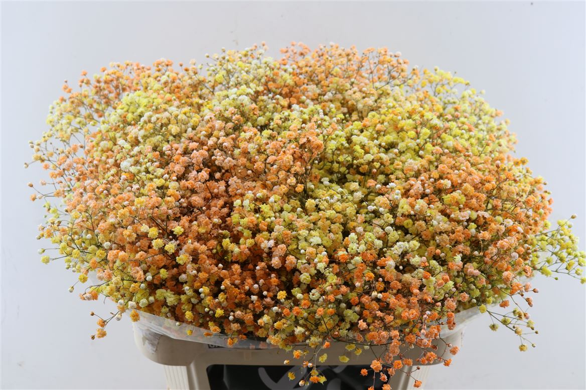 FeedSync:wholesale:aef77841492b5ed9aed2bde317bfecec0dc5bb74