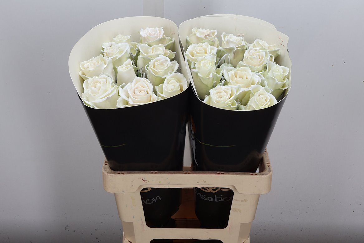 FeedSync:wholesale:33f30c8d851cb3288144d9e671cefafa23e06a4f