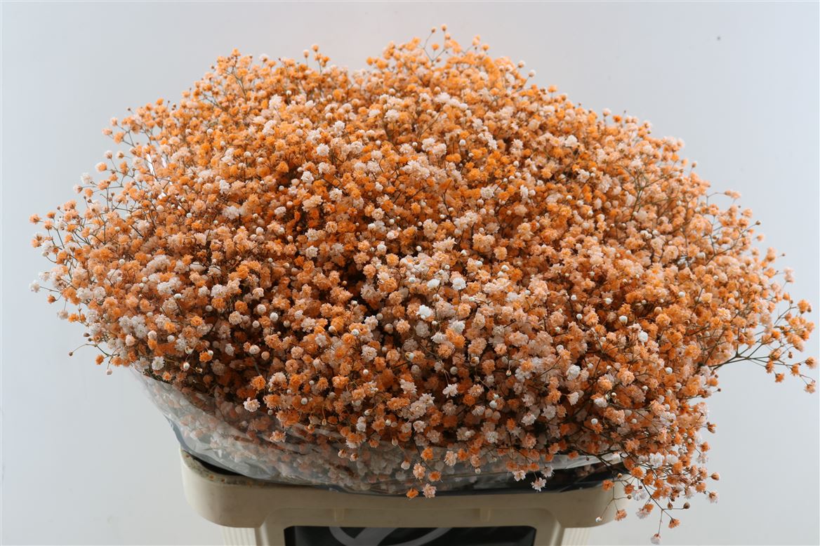 FeedSync:wholesale:607999b6371ed145129c1f096bdb62cc5166d802
