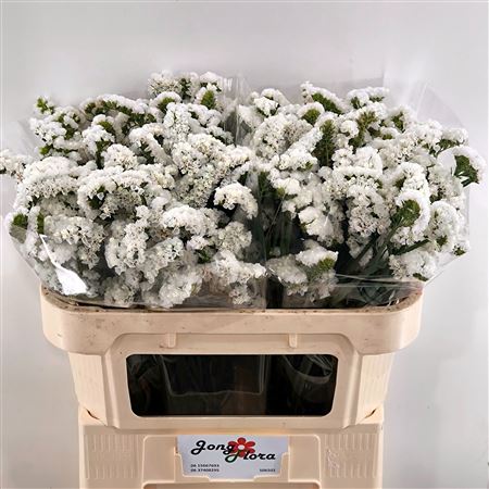 FeedSync:wholesale:f3afcefe8352d3414adcccdaf6724003dd89c101