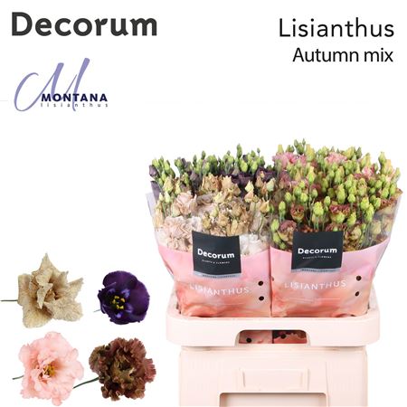 FeedSync:wholesale:540e31890b066001c2990e0a0331045850c8696f