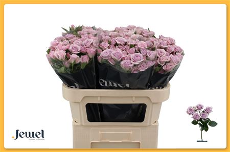 FeedSync:wholesale:5063b0d12878cc4bee7e1b78db010e7239b09c32