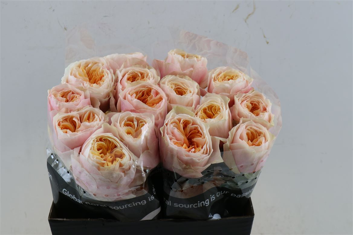 FeedSync:wholesale:5ded1a523d5c29ed3bc69a175b08463073813ab8