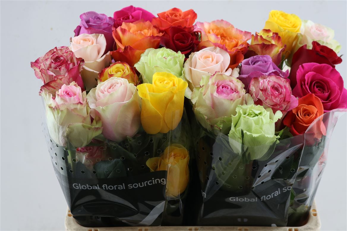 FeedSync:wholesale:012e5533eb447d4a324982f474582f14a03f1c93