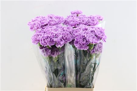 FeedSync:wholesale:7cd2bb1157b3e2713ee6c90b543ddab25f2235df