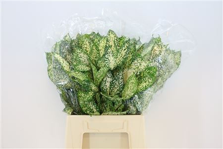 FeedSync:wholesale:8affc29bf0fbfceeb26abc1ea312e7ad1a2a61ec