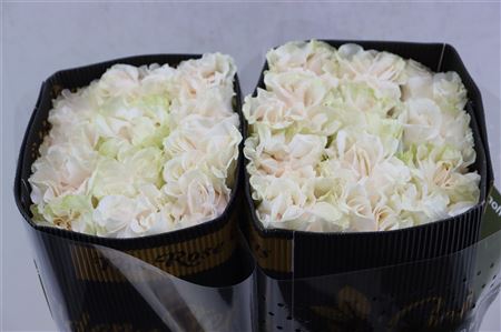 FeedSync:wholesale:3d4ef0b8e92040dc22f24ed16cb8a885320b3102