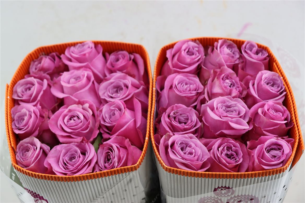 FeedSync:wholesale:0daa7138f87c7363ed3cd00059fc68410e68ece6