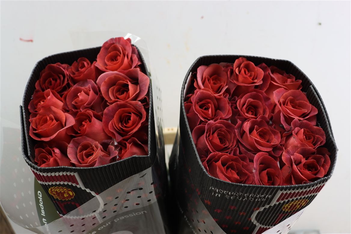 FeedSync:wholesale:483f204d8f23803ab1ae199207ef2f1fbeeb899e