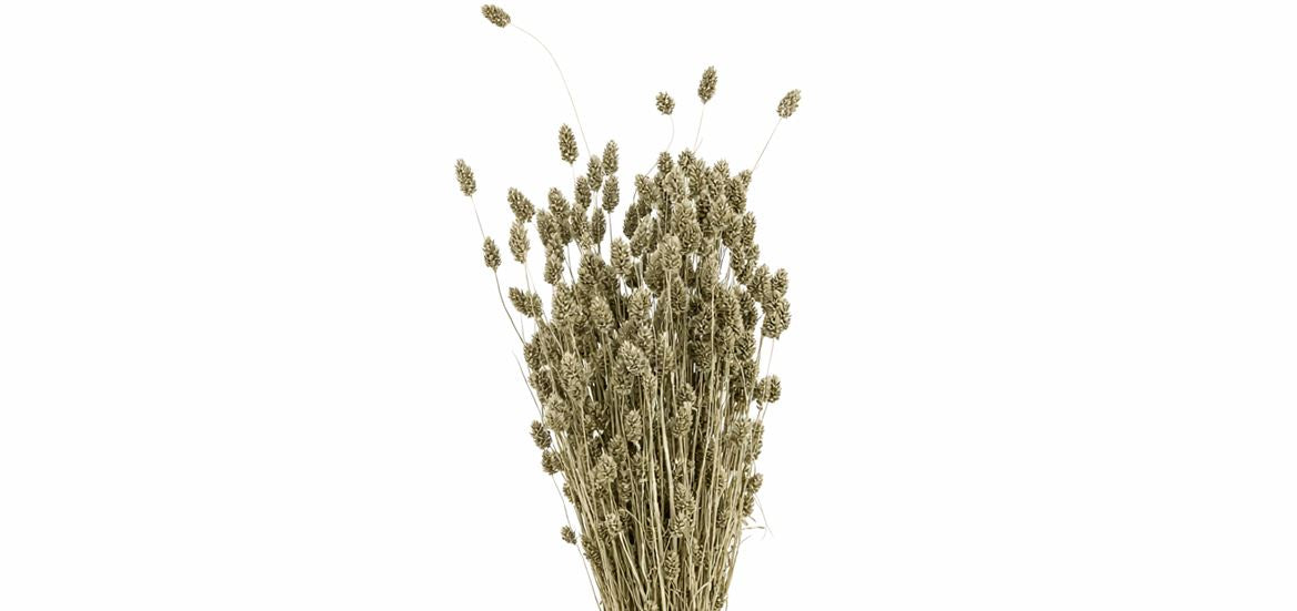 FeedSync:wholesale:e64efadc86f4b37bf9f3a977400a2c2997171b90