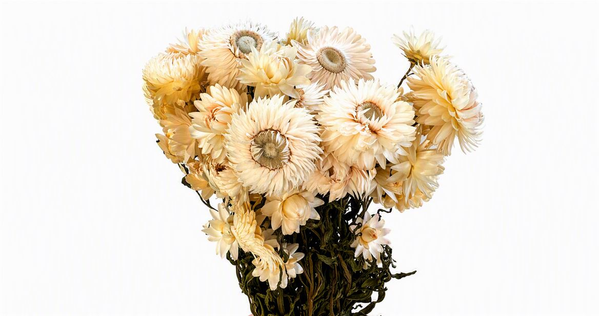 FeedSync:wholesale:2c52b39e516eb9c6f6e61d6e7570a192a3046461