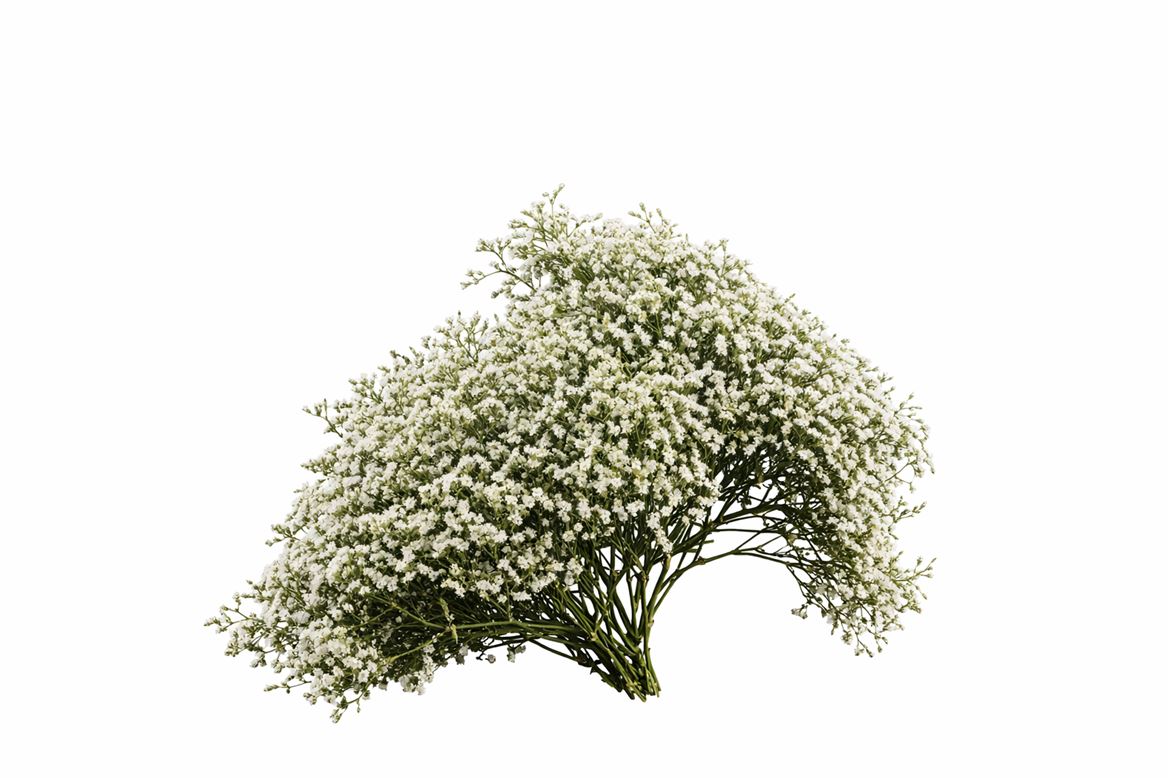 FeedSync:wholesale:5ea2de3fde978b0f1af122d64cef2848fb7e8093