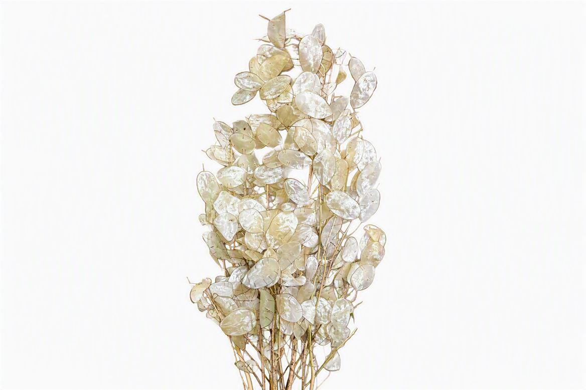 FeedSync:wholesale:2c8d08b0430c9b70aeba06f97c719a73273e5dec