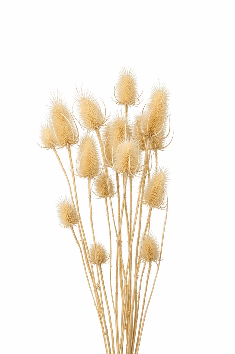 FeedSync:wholesale:fd59f2c01b0f6a4113d9fa4873057b052f25bfcc