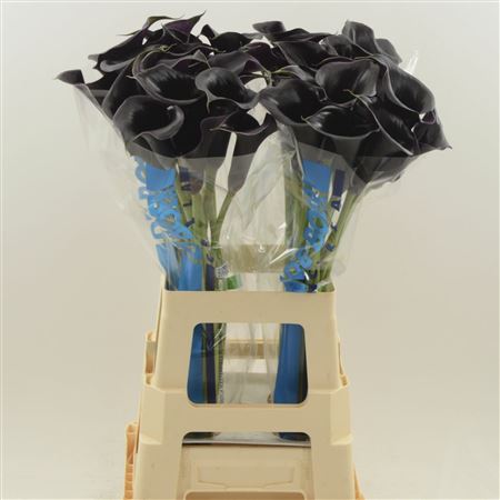 FeedSync:wholesale:5dbe4afabe647271b2b37fa98091d8dadf640884