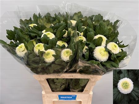 FeedSync:wholesale:ae15965e7b9ee3d368708c64a2953bfdde7aa195