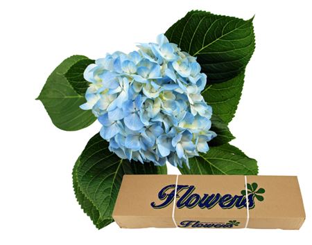 FeedSync:wholesale:050318132f3a60fd0d74f86c5e9c553dd0f222c7