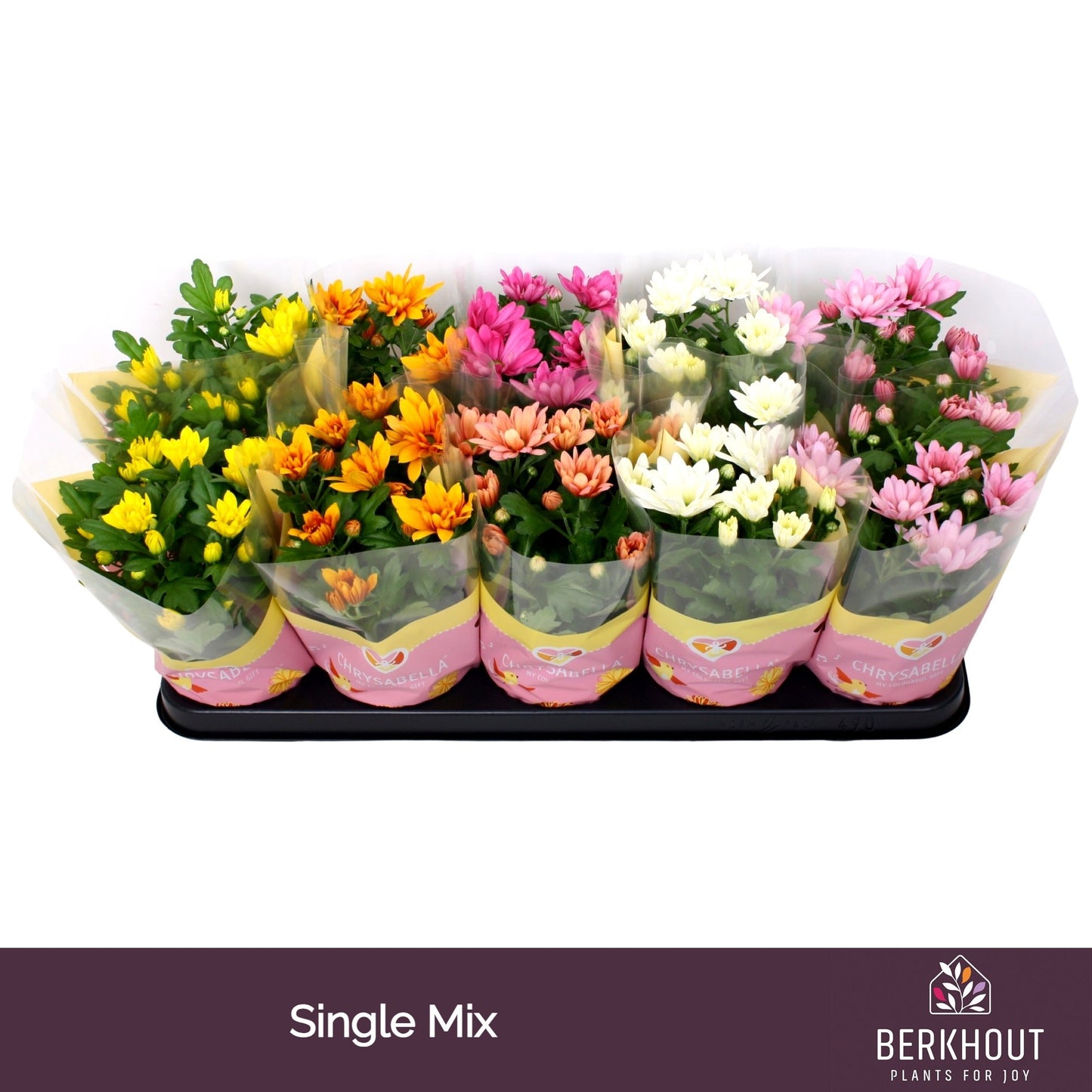 Chrysanthemum Gemengd Original