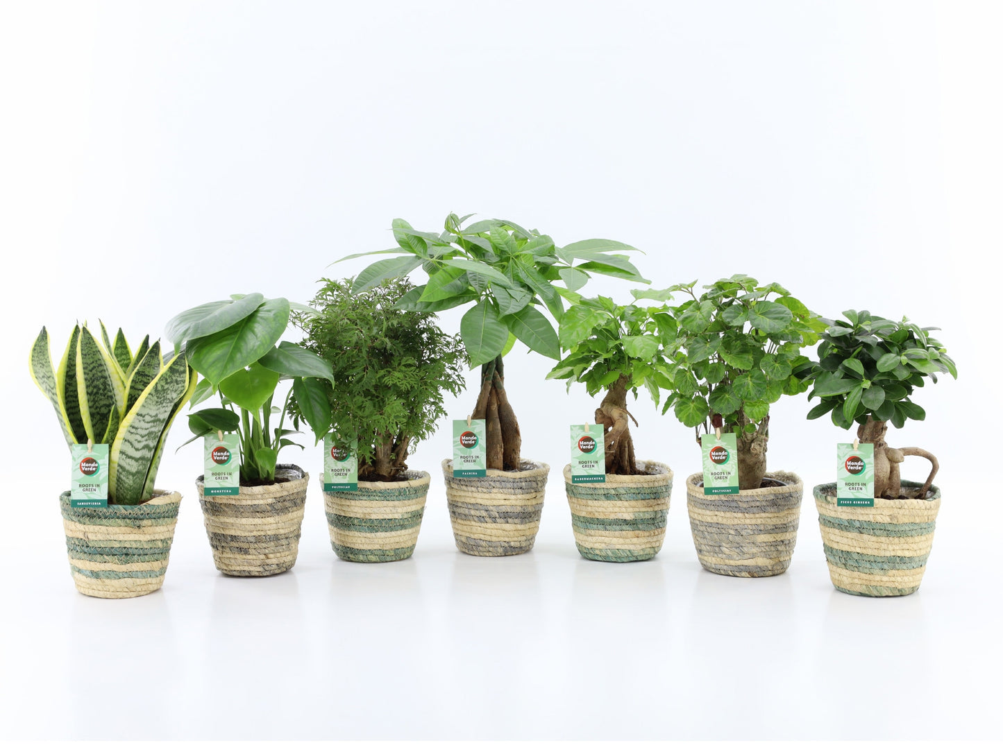 Ov Kamerplanten Gemengd Mand Noah Lines