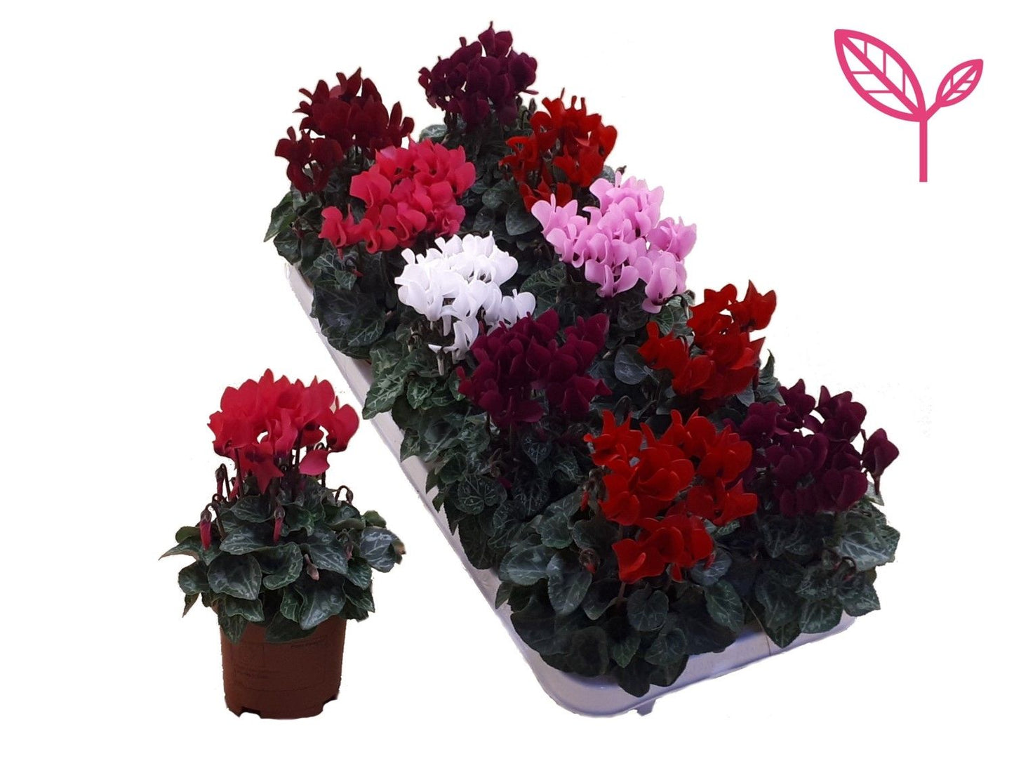 Cyclamen Per Ss Gemengd