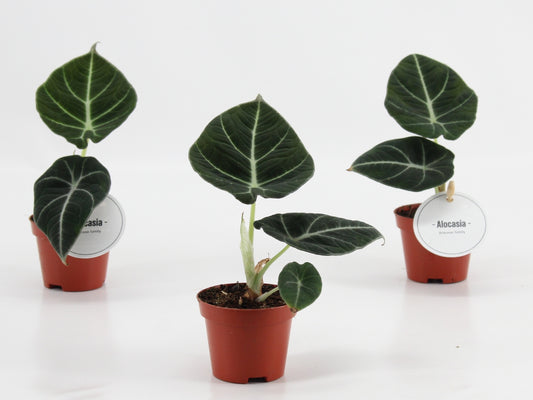 Alocasia Black Velvet