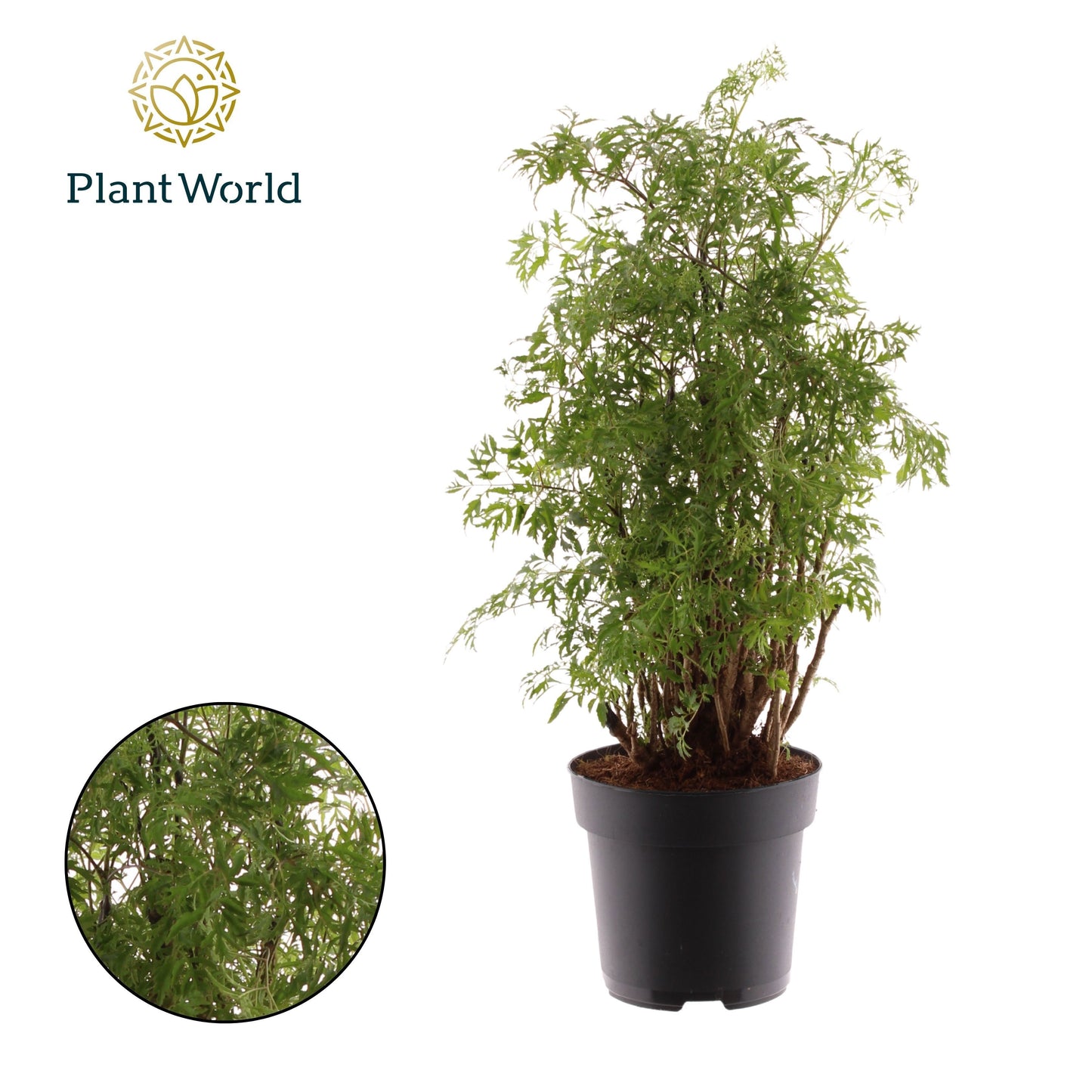 Polyscias Hawaiiana Ming