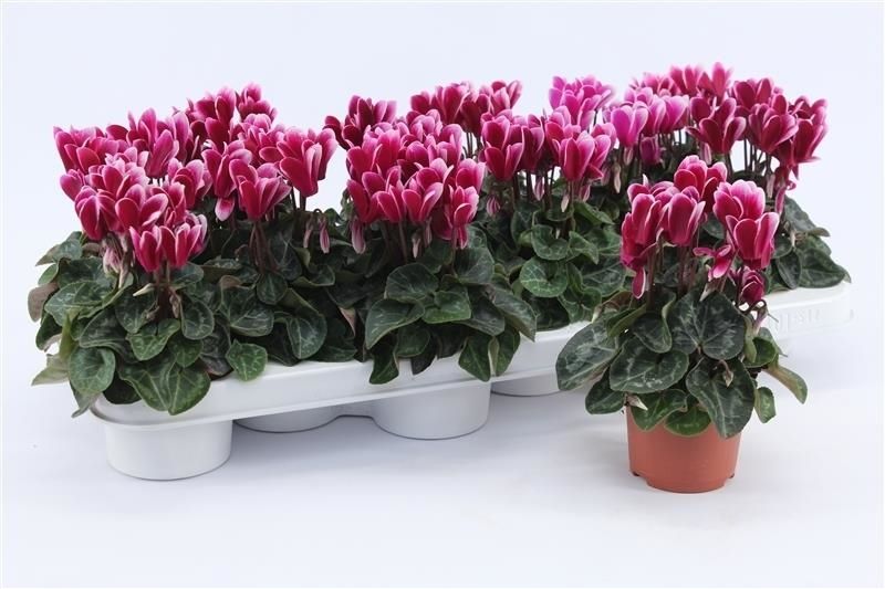 Cyclamen Per Snowridge Purple