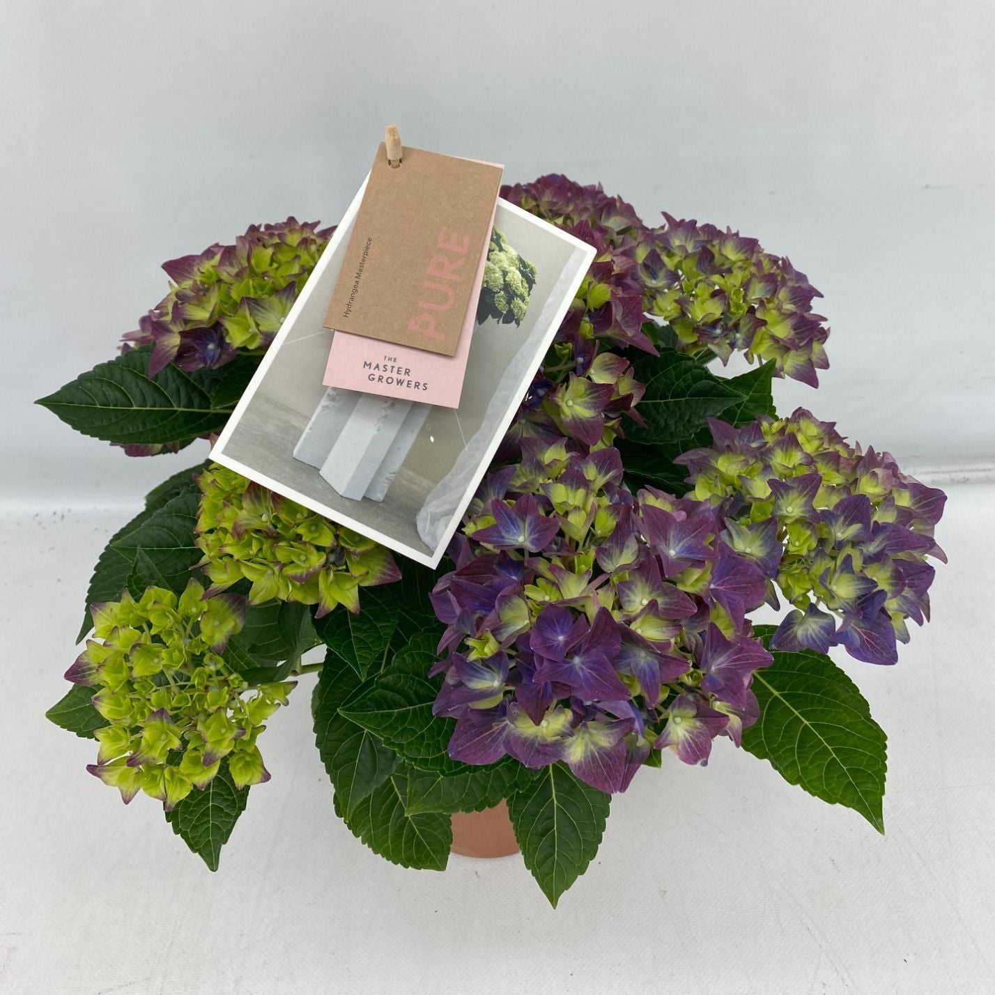 Hydrangea M High Ocean Blue 9+