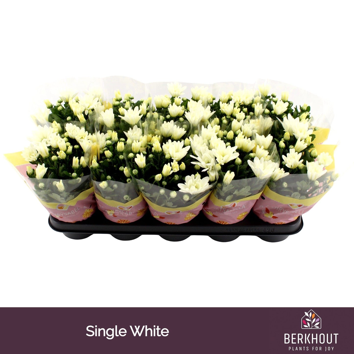 Chrysanthemum White Berlise