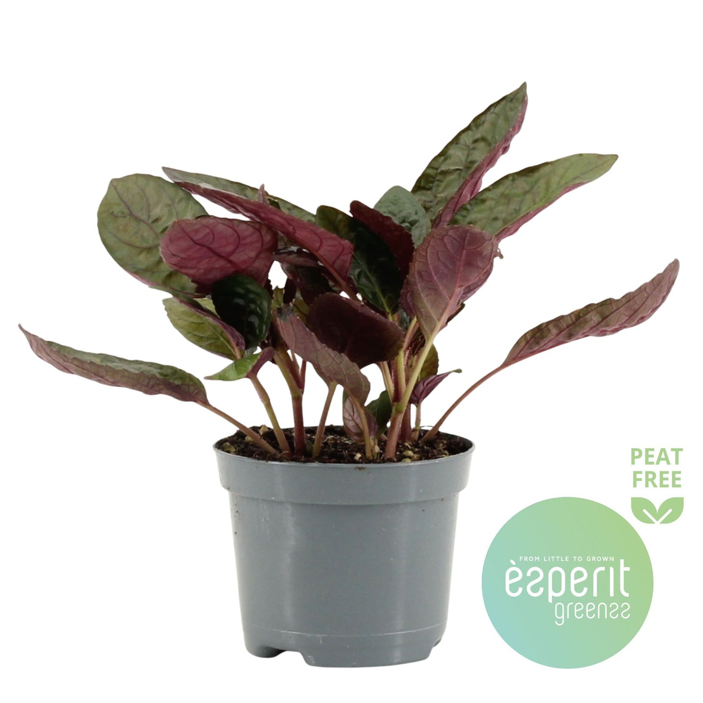 Hemigraphis Crispy Red Flame