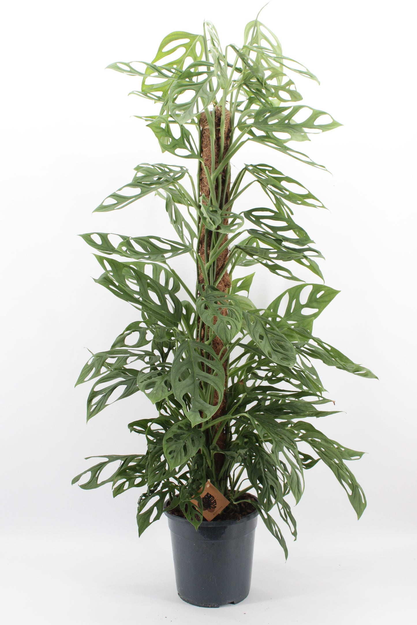 Monstera Ad Holy Moly