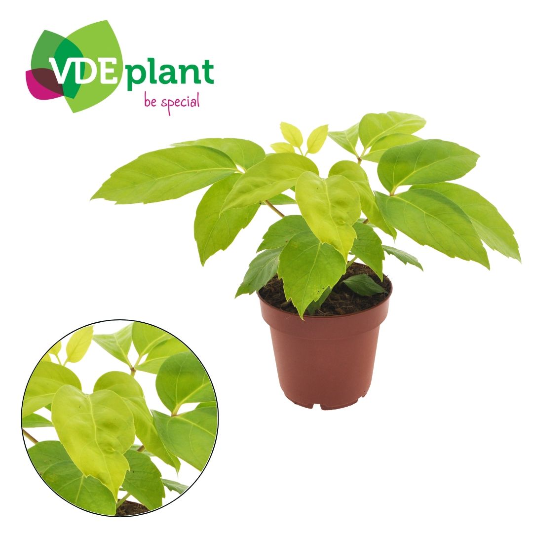 Schef Ac Amate Golden