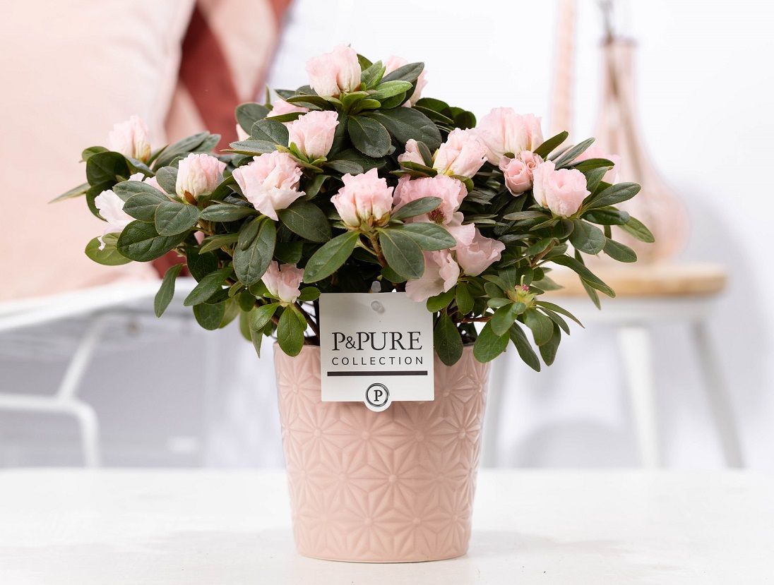 Rhodo Si Terra Nova Keramiek Juliette Pink