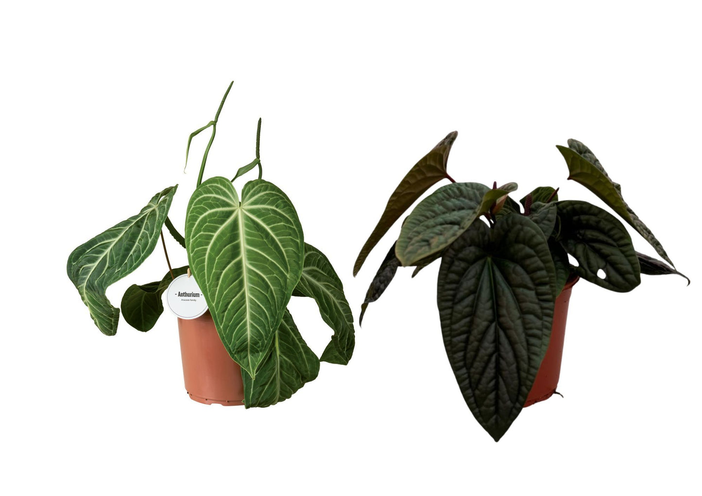 Anthurium Gemengd Special