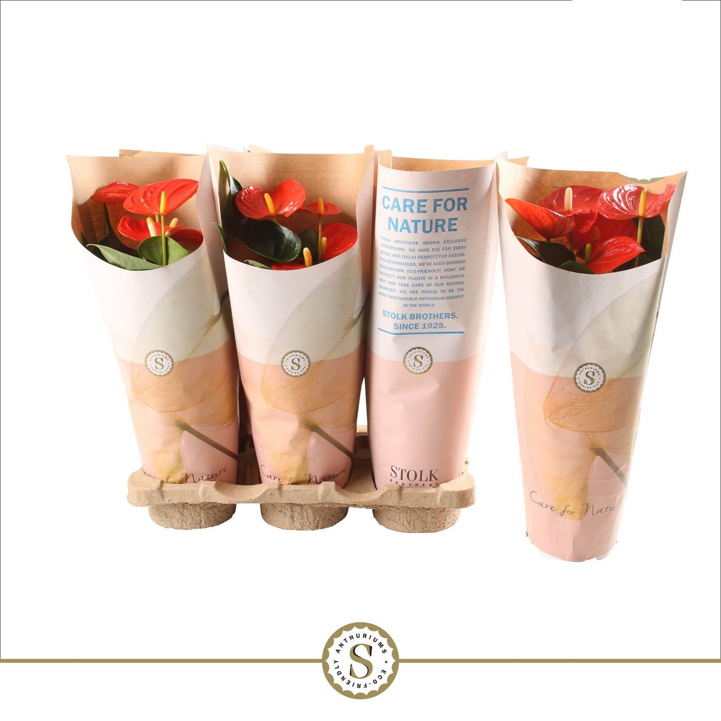 Anthurium St Orange Champion Feel Green