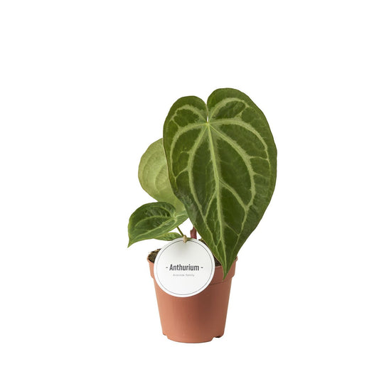 Anthurium Magnificum