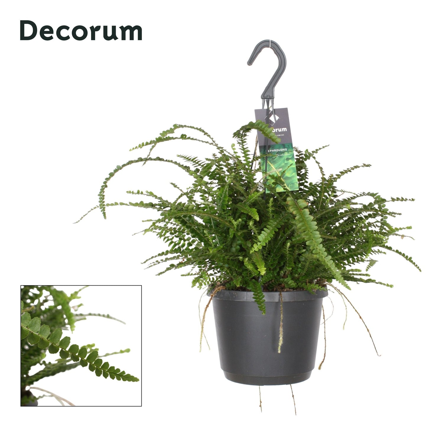 Nephrolepis Co Duffii